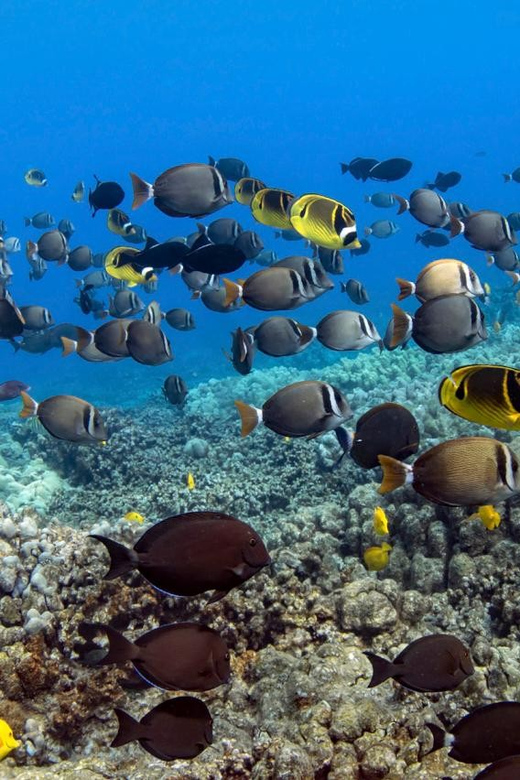 Kailua-Kona: Dolphin Watch & Double-Reef Snorkel Tour - Key points at a glance