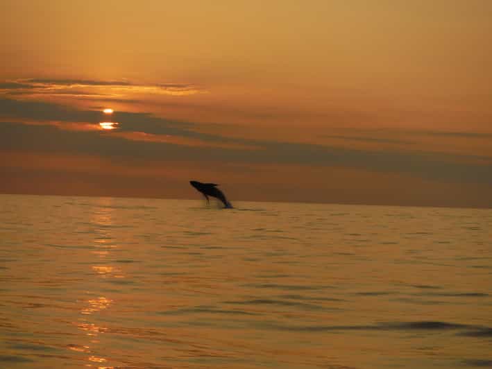 Kailua-Kona: Dolphin Watch & Double-Reef Snorkel Tour - What the 2.5-hour trip is really like
