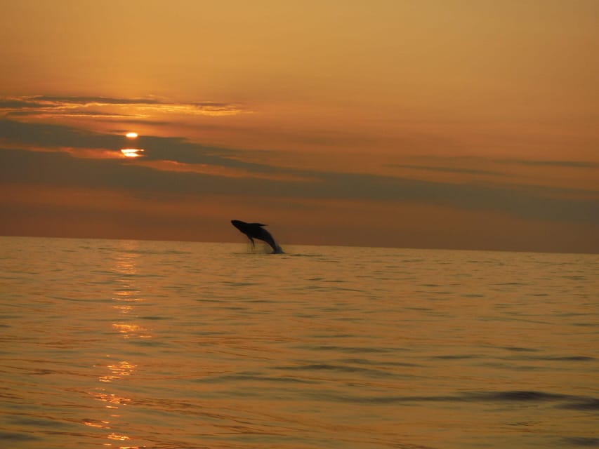 Kailua-Kona: Dolphin Watch & Double-Reef Snorkel Tour - Watching for Spinner Dolphins and Humpback Whales
