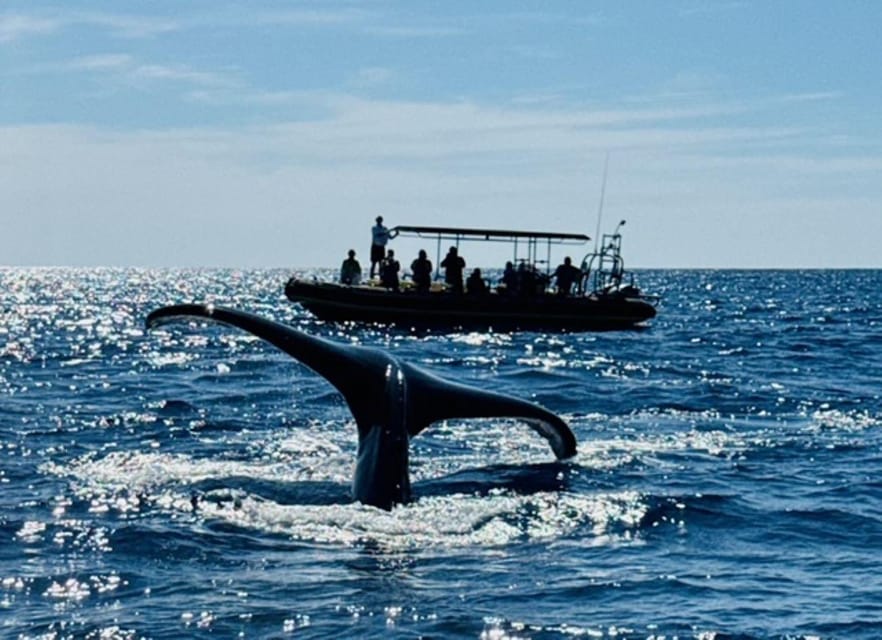 Kailua-Kona: Dolphin Watch & Double-Reef Snorkel Tour - Snacks, shade, and time between water stops