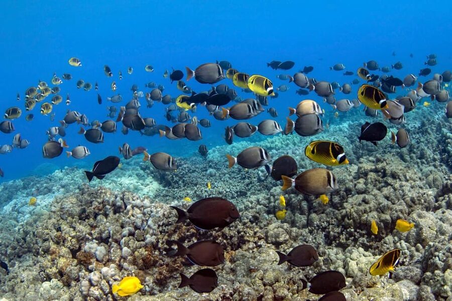Kailua-Kona: Dolphin Watch & Double-Reef Snorkel Tour - Is $130 a fair price?