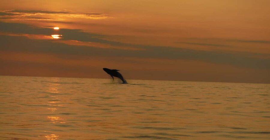 Kailua-Kona: Dolphin Watch & Double-Reef Snorkel Tour - Setting out from Hawaii Marine Life Charters