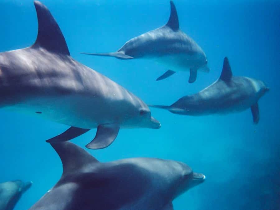 Kangaroo Island: Dolphin, Seal, and Swimming Boat Tour - Setting out from Penneshaw