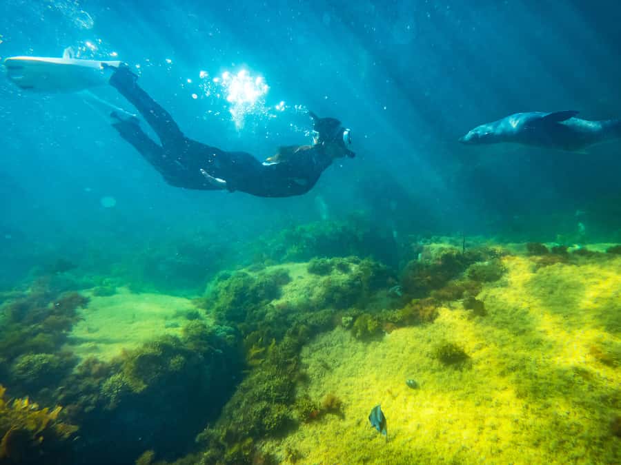 Kangaroo Island: Dolphin, Seal, and Swimming Boat Tour - Getting into the water with seals