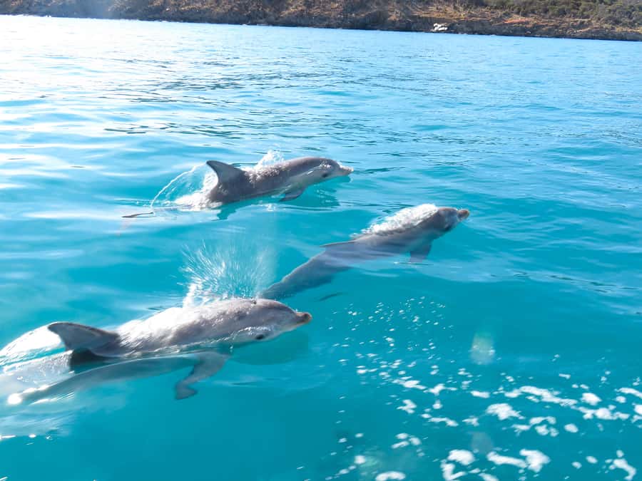 Kangaroo Island: Dolphin, Seal, and Swimming Boat Tour - Swimming with dolphins, when the pod allows it