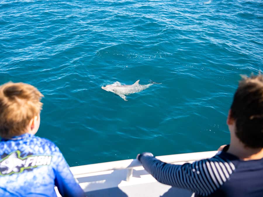 Kangaroo Island: Dolphin, Seal, and Swimming Boat Tour - What the crew adds to the experience