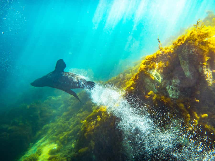 Kangaroo Island: Dolphin, Seal, and Swimming Boat Tour - Who will enjoy this most