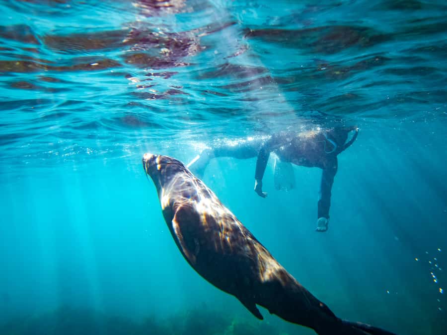 Kangaroo Island: Dolphin, Seal, and Swimming Boat Tour - Searching the coast for seals and dolphins