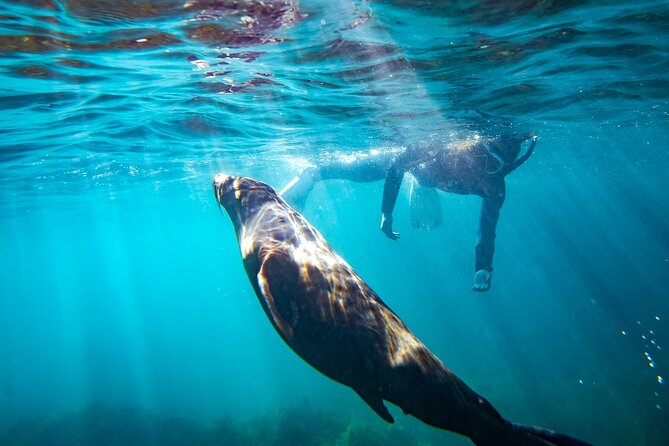 Kangaroo Island - Swim with Dolphins/Seals/Coastal Snorkel - Meeting the crew in Penneshaw at noon