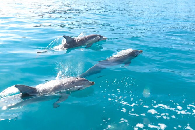 Kangaroo Island - Swim with Dolphins/Seals/Coastal Snorkel - Coastal snorkeling when the animals keep their distance
