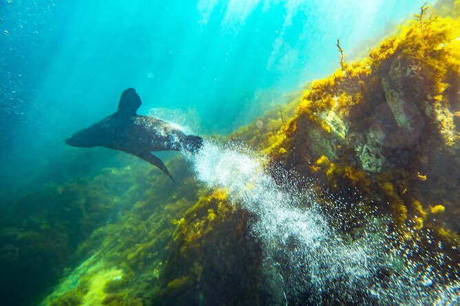 Kangaroo Island - Swim with Dolphins/Seals/Coastal Snorkel - How to prepare for the cold