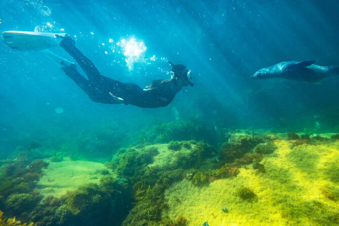 Kangaroo Island - Swim with Dolphins/Seals/Coastal Snorkel - Swimming with long-nosed seals