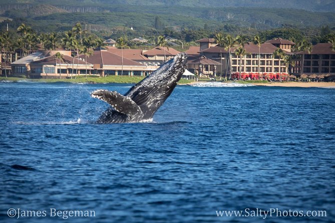 Kauai's South Side Whale and Dolphin Zodiac Boat Adventure - A whale trip with an adventurous streak