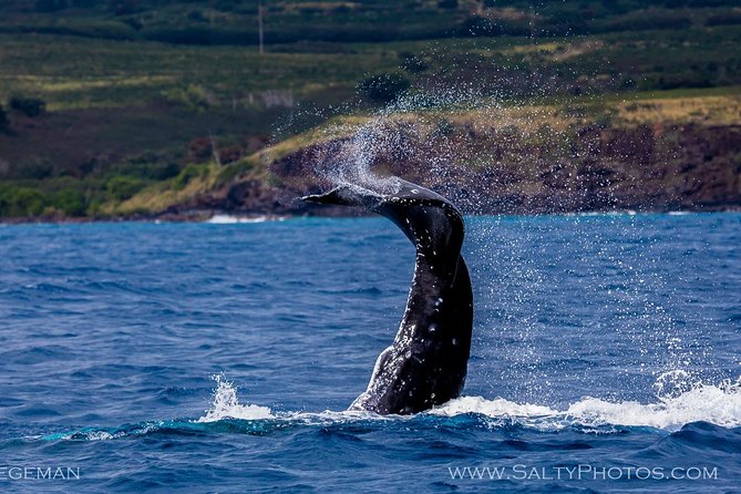 Kauai's South Side Whale and Dolphin Zodiac Boat Adventure - Dolphins, turtles, and seabirds add variety