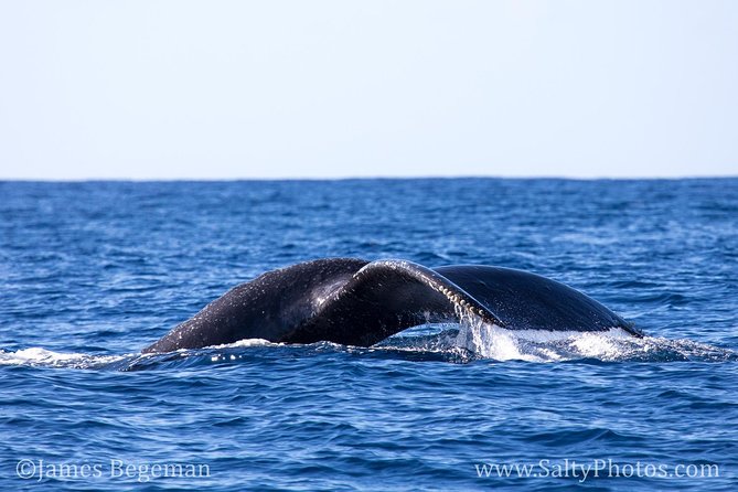 Kauai's South Side Whale and Dolphin Zodiac Boat Adventure - Spouting Horn and the South Shore view