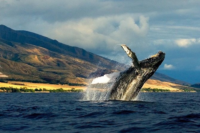 Kauai's South Side Whale and Dolphin Zodiac Boat Adventure - What the crew adds to the experience