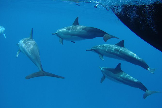 Kauai's South Side Whale and Dolphin Zodiac Boat Adventure - Prepare to get wet and hold on