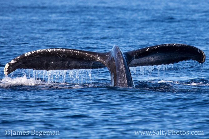 Kauai's South Side Whale and Dolphin Zodiac Boat Adventure - Price, timing, and overall value