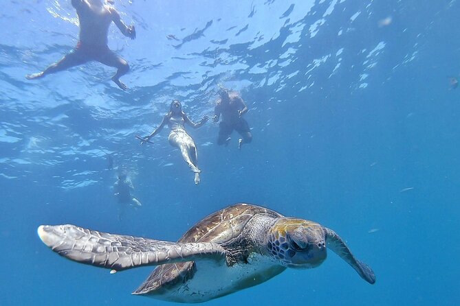 Kayak Safari with Dolphin and Turtle Watching in Guaza - What makes this Guaza kayak tour worth considering