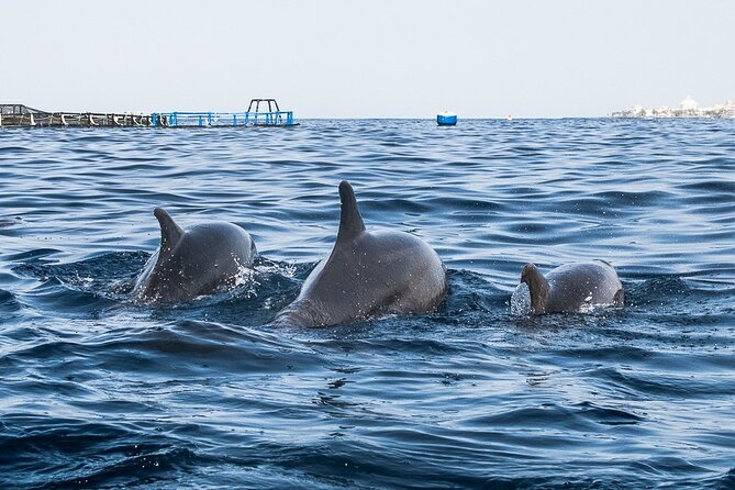 Kayak Safari with Dolphin and Turtle Watching in Guaza - Starting in Los Cristianos and getting ready