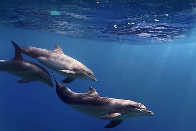Kayak Safari with Dolphin and Turtle Watching in Guaza - Palmar Cave and the rocky coast