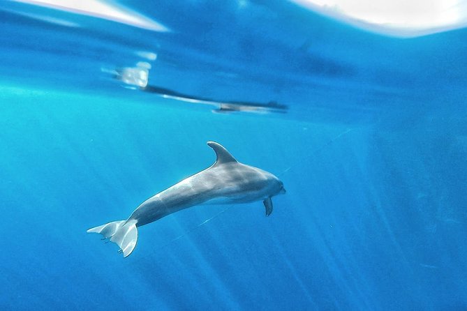 Kayak Safari with Dolphin and Turtle Watching in Guaza - Price, timing, and what you receive