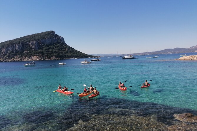 Kayak tour with aperitif and dolphins - Watching for dolphins near the fish farm