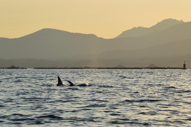 Kayak tour with aperitif and dolphins - Who will enjoy this most?