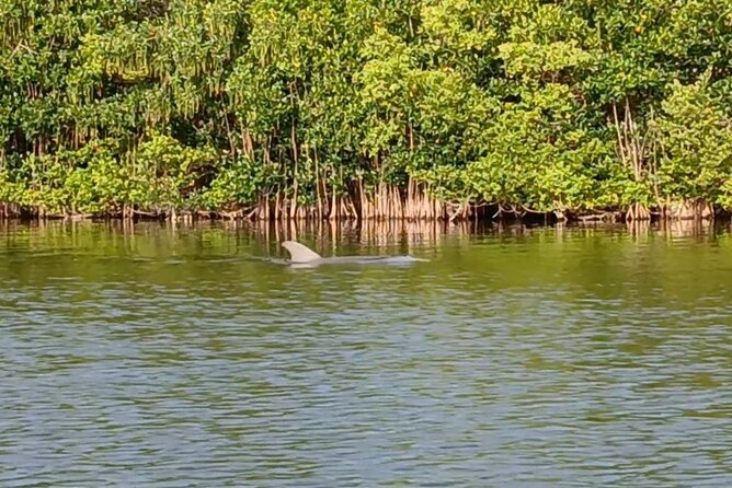 Kayak Tours and Rentals. Dolphins, Manatees, and Bioluminescence! - Practical planning for Cocoa Beach and Merritt Island