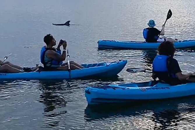Kayak Tours and Rentals. Dolphins, Manatees, and Bioluminescence! - Choosing between a daytime eco tour and a night glow tour