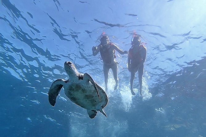 Kayak with Dolphin & Turtle Watching Private Tour - The paddle to Palmar Cave