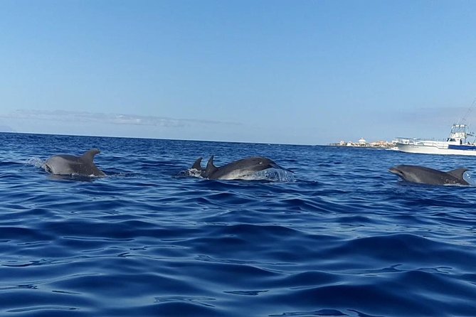Kayak with Dolphin & Turtle Watching Private Tour - Snorkeling near the rocks