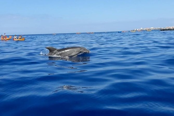 Kayak with Dolphin & Turtle Watching Private Tour - Private attention and group expectations