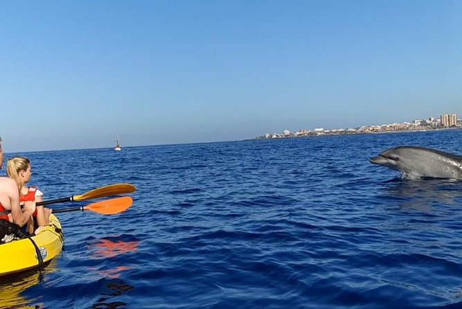 Kayak with Dolphin & Turtle Watching Private Tour - What the $110.91 price includes