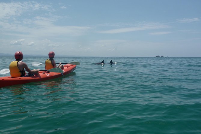 Kayaking with Dolphins in Byron Bay Guided Tour - Meeting at 62 Lawson Street