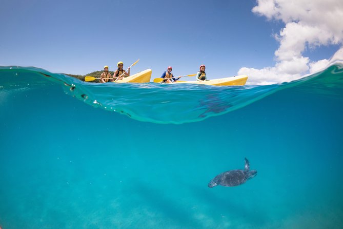 Kayaking with Dolphins in Byron Bay Guided Tour - Whales from May through November