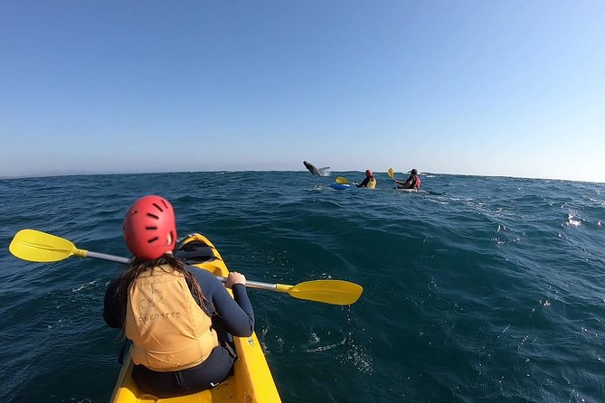 Kayaking with Dolphins in Byron Bay Guided Tour - Guides, group size, and the feel of the outing