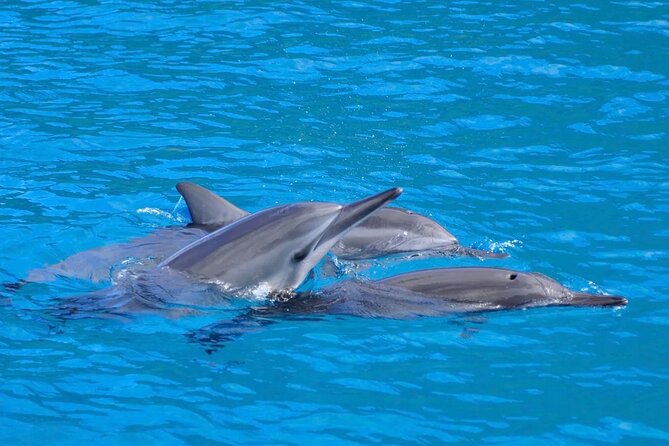 Kealakekua Bay Snorkel & Dolphin Safari In Kona Big Island (4hrs) - Key points to know before booking