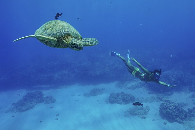 Kealakekua Bay Snorkel & Dolphin Safari In Kona Big Island (4hrs) - Why Kealakekua Bay is worth your morning