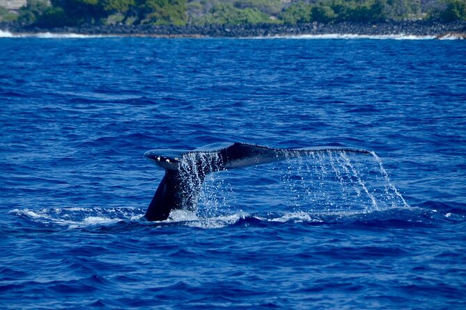 Kealakekua Bay Snorkel & Dolphin Safari In Kona Big Island (4hrs) - What the $150 price really covers
