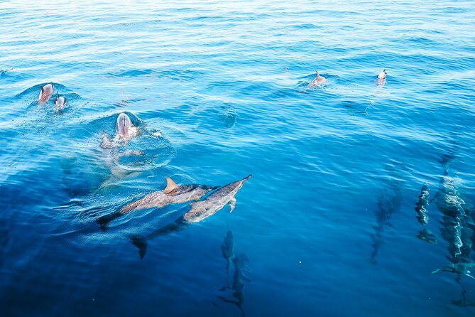 Kealakekua Bay Snorkel & Dolphin Safari In Kona Big Island (4hrs) - Cancellation and weather details