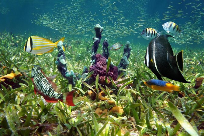 Key West Dolphin and Snorkel Experience - Snorkeling near Key West’s coral reefs