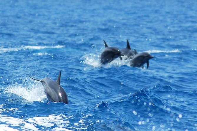 Key West Dolphin and Snorkel Experience - Is $69.95 a fair price?
