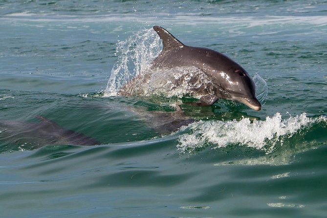 Key West Dolphin and Snorkel Experience - Practical tips for a better afternoon