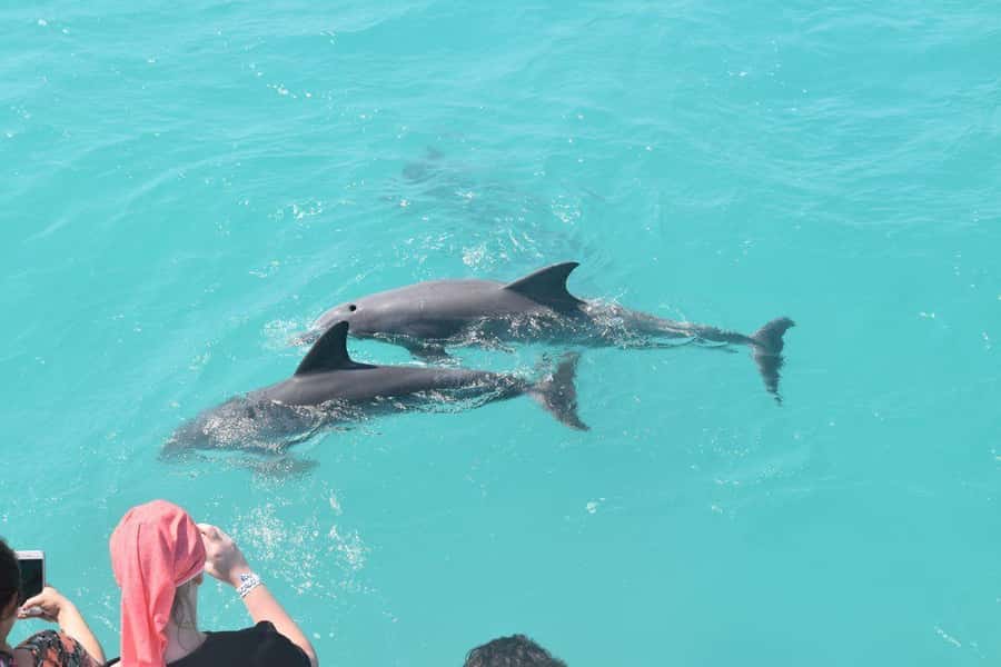 Key West: Dolphin & Reef Snorkel Trip with Sunset Option - My booking advice