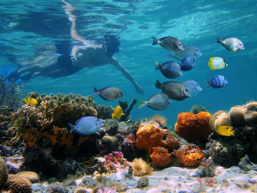 Key West: Dolphin & Reef Snorkel Trip with Sunset Option - Why this three-hour Key West trip works well