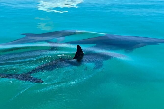 Key West Dolphin & Snorkeling Tour - Small Group - Searching for Dolphins in Their Natural Home