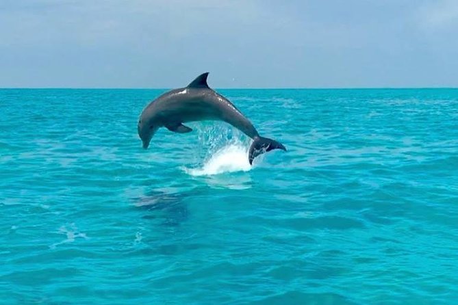 Key West Dolphin Watch and Snorkel Tour - Eco Adventure - Practical details that can save your day