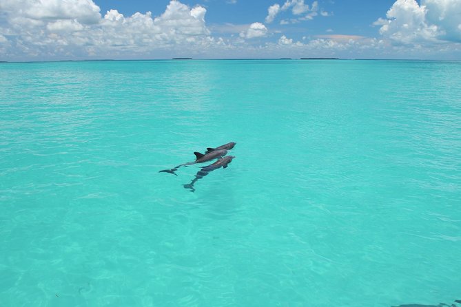 Key West Dolphin Watch and Snorkel Tour - Eco Adventure - First stop: searching for wild bottlenose dolphins