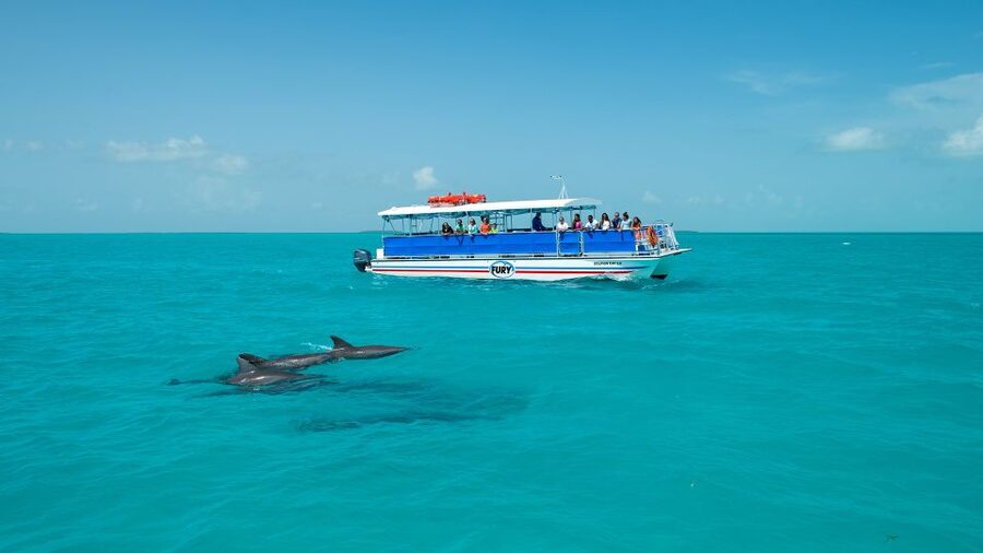Key West: Dolphin Watching and Snorkeling Eco Cruise Tour - Should you book the Fury dolphin and snorkeling cruise?